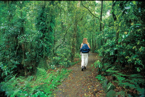 Mount Cougal, Springbrook National Park - Darwin Tourism 0