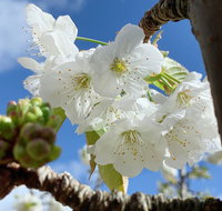 Tasmania Birchs Bay Cherries - Darwin Tourism