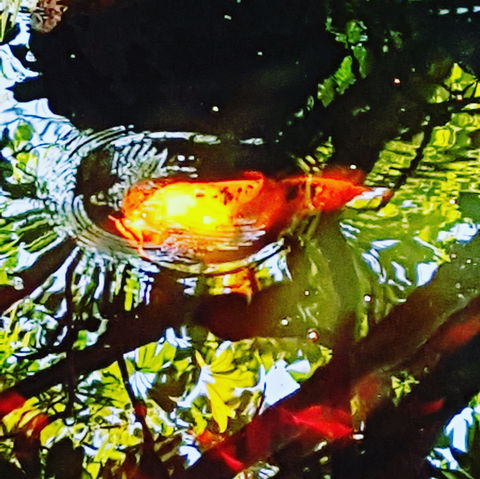 The Fernery At Diamond Waters - Darwin Tourism 2