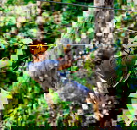 TreeTop Challenge Currumbin Wildlife Sanctuary - Darwin Tourism