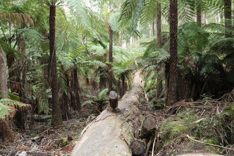 Upper Yarra Reservoir Park - Darwin Tourism 0