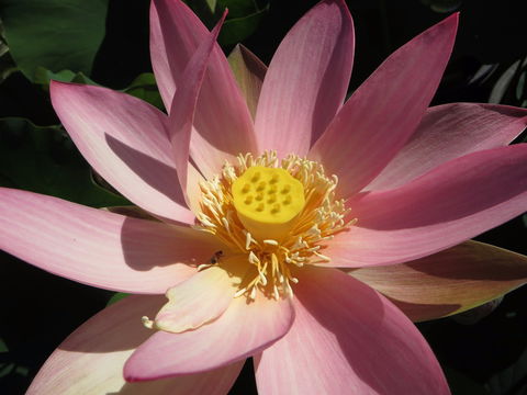 Wallis Creek Water Garden - Darwin Tourism 0