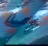Small-Group Underwater Scooter Experience in Clovelly - Darwin Tourism