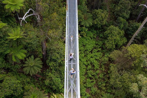 Illawarra Fly Treetop Adventures Treetop Walk Admission Ticket - Darwin Tourism 4
