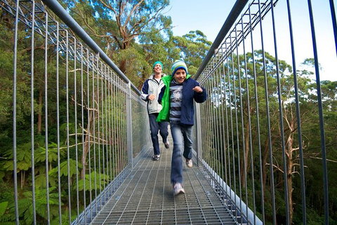 Illawarra Fly Treetop Adventures Treetop Walk Admission Ticket - Darwin Tourism 7