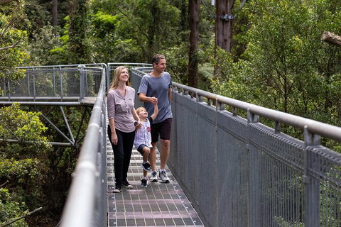 Illawarra Fly Treetop Adventures Treetop Walk Admission Ticket - Darwin Tourism 1