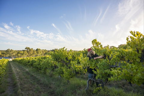 Mclaren Vale - Darwin Tourism 0