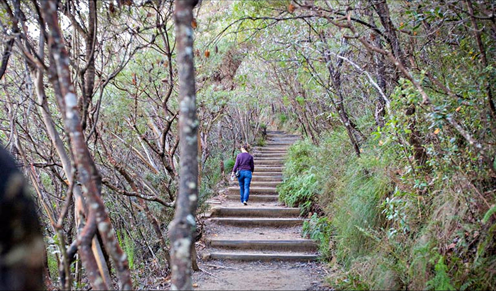 Wentworth Falls NSW Darwin Tourism