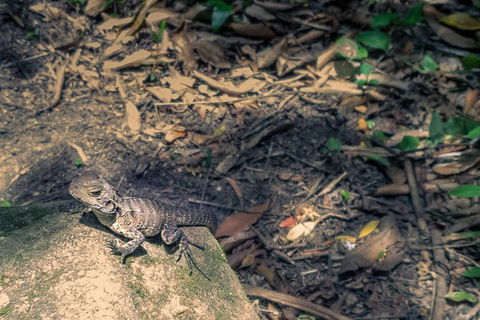 Kiama SouthCoast Uncovered, Beaches, Bush & Sunset PRIVATE Full Day Tour - Darwin Tourism 7