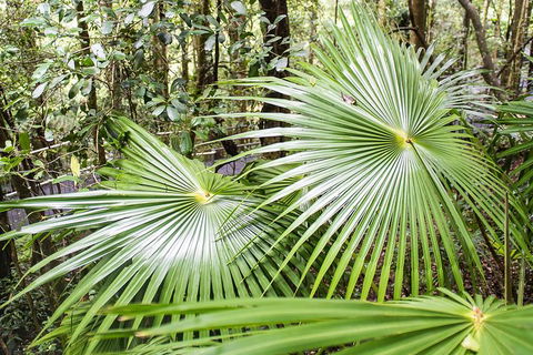 Kiama SouthCoast Uncovered, Beaches, Bush & Sunset PRIVATE Full Day Tour - Darwin Tourism 13