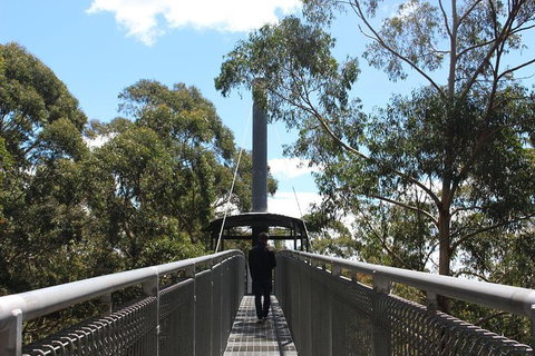 Illawarra Fly Treetop Adventures Admission Including Zipline Tour - Darwin Tourism 2