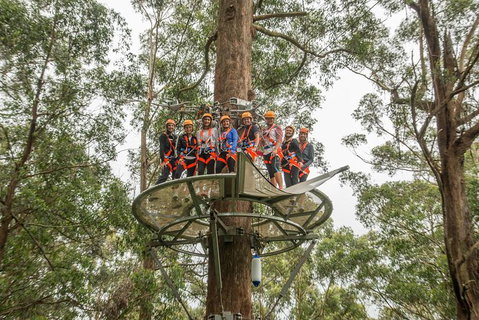 Illawarra Fly Treetop Adventures Admission Including Zipline Tour - Darwin Tourism 4