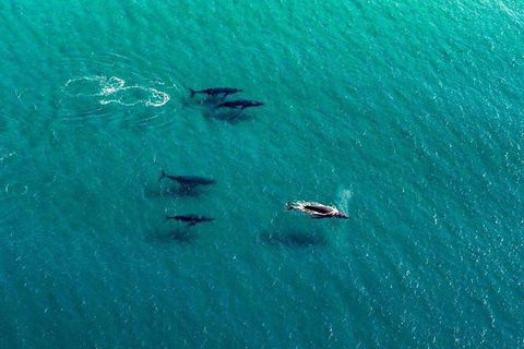 40-45 Minute Port Stephens And Stockton Beach Helicopter Flight - For 2 - Darwin Tourism 5