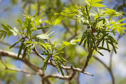 Pecan Farm Tour And Workshop, Byron Bay Hinterland - Darwin Tourism 2