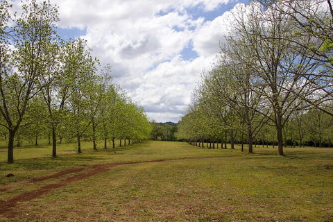 Pecan Farm Tour And Workshop, Byron Bay Hinterland - Darwin Tourism 6