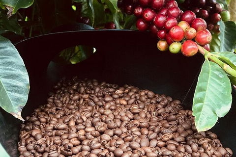 Coffee Farm Tour And Workshop, Byron Bay Hinterland - Darwin Tourism 1