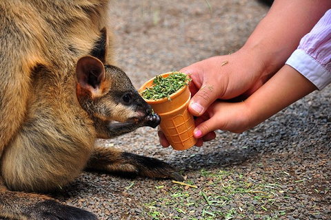 Blue Mountains Highlights & Wildlife Park - Darwin Tourism 3