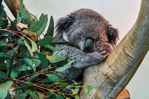 Blue Mountains Highlights, Wildlife Park And Scenic World Full Day Private Tour - Darwin Tourism 1