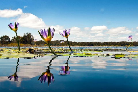 Serenity Cruise To Australia\'s Everglades - Darwin Tourism 7