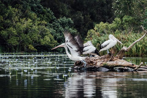 Everglades Eco Safari To Australia\'s Everglades - Darwin Tourism 0