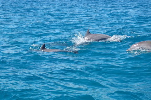 Noosa Wild Dolphin Safari - Darwin Tourism 5