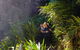 Small Group Tour (Max 6) Gold Coast Super 7 Waterfalls Tour: Springbrook - thumb 4