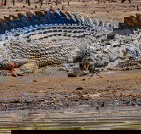 Solar Whisper Daintree River Crocodile and Wildlife Cruise - Darwin Tourism