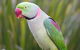 Maleny Botanic Gardens Bird Aviary Experience Ticket - thumb 2