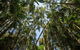 Full-Day Guided Hinterland Adventure Tour In Queensland - thumb 3