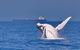 Whale Watching Cruise From Mooloolaba - thumb 6