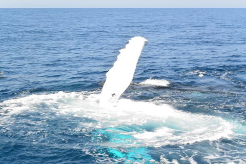 Whale Watching Cruise From Mooloolaba - Darwin Tourism 4