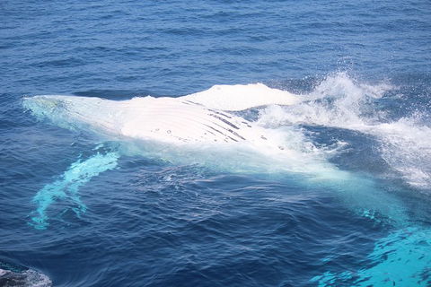 Whale Watching Cruise From Mooloolaba - Darwin Tourism 1