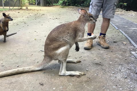 Daintree Luxury Limousine Tour - Full Day - Darwin Tourism 10