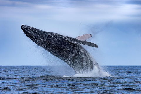 Whale Watching - Darwin Tourism 0