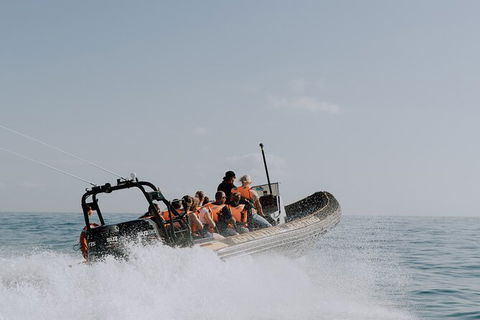 Whale Watching - Darwin Tourism 2