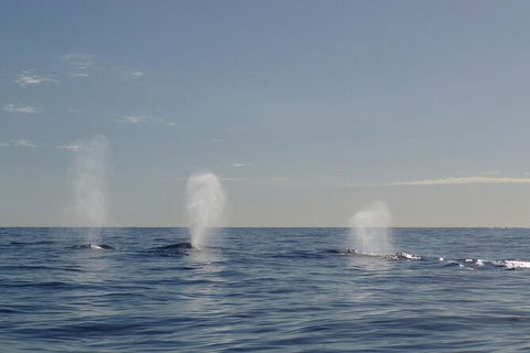 Whale Watching - Darwin Tourism 5