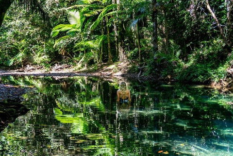 Port Douglas Daintree National Park Boutique Full-Day Tour - Darwin Tourism 4