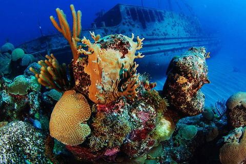 PADI Diving Courses On The Gold Coast - Darwin Tourism 3
