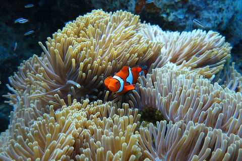 PADI Diving Courses On The Gold Coast - Darwin Tourism 4