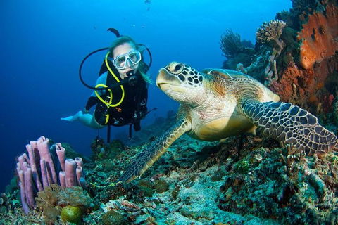 PADI Diving Courses On The Gold Coast - Darwin Tourism 1