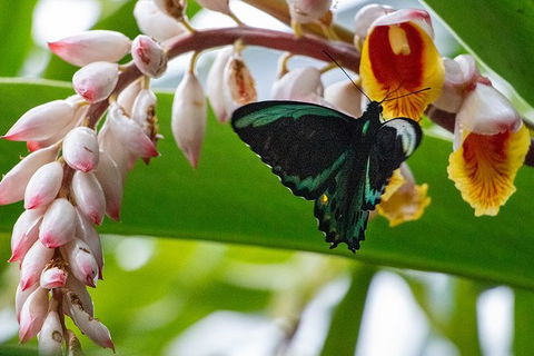 Australian Butterfly Sanctuary- Virtual Interactive Tour With Private Guide - Darwin Tourism 0