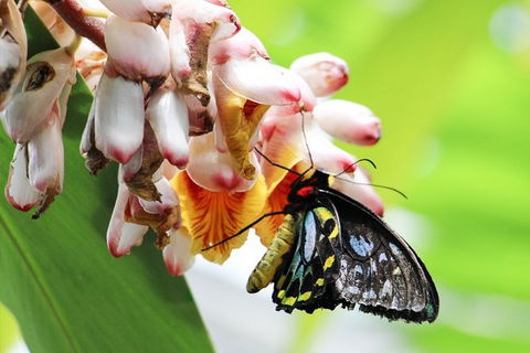 Australian Butterfly Sanctuary- Virtual Interactive Tour With Private Guide - Darwin Tourism 7