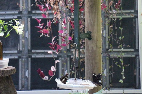 Australian Butterfly Sanctuary- Virtual Interactive Tour With Private Guide - Darwin Tourism 6