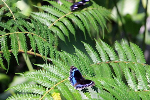 Australian Butterfly Sanctuary- Virtual Interactive Tour With Private Guide - Darwin Tourism 3