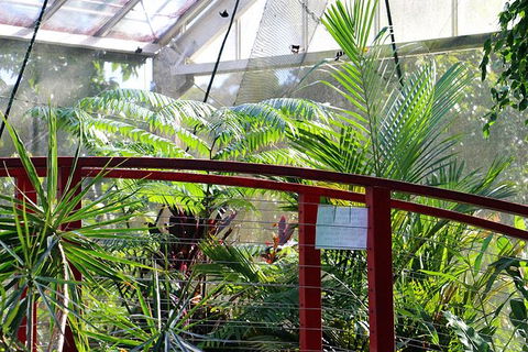 Australian Butterfly Sanctuary- Virtual Interactive Tour With Private Guide - Darwin Tourism 2
