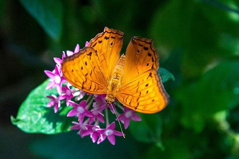 Australian Butterfly Sanctuary- Virtual Interactive Tour With Private Guide - Darwin Tourism 1