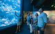 Cairns Aquarium By Twilight With 3 Course Dinner - thumb 0