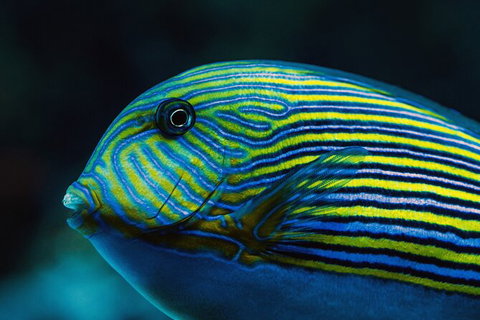 Cairns Aquarium By Twilight With 3 Course Dinner - Darwin Tourism 4