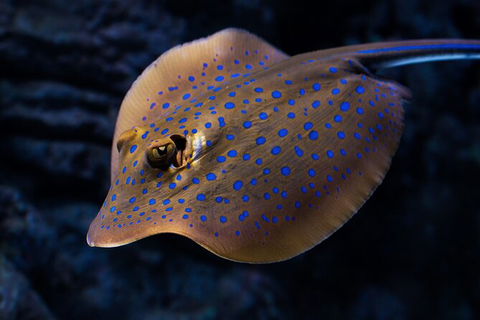 Cairns Aquarium Tour By Twilight With Drink And Appetiser - Darwin Tourism 5