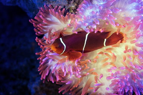 Cairns Aquarium Tour By Twilight With Drink And Appetiser - Darwin Tourism 2